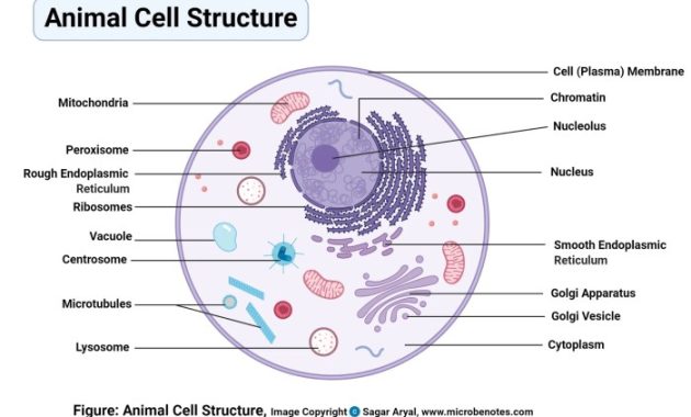 Animal Cell Coloring Labeled and Colored