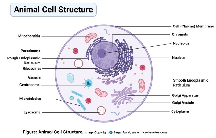 Animal cell coloring labeled and colored