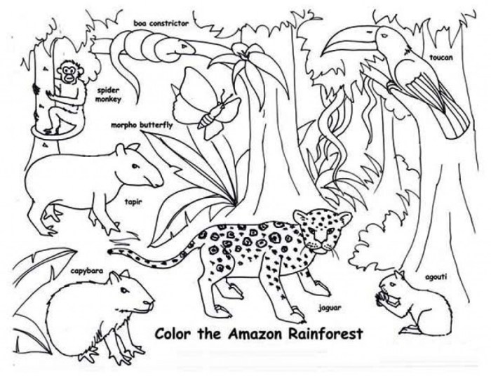 Rainforest coloring pages tropical animals jungle print balboa rocky drawing animal amazon printable flowers forest plants rain trees kids colouring