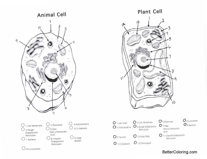 Coloring page for plant and animal cells