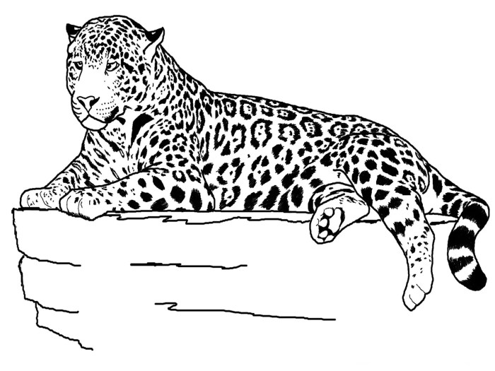 Dltk coloring pages animals