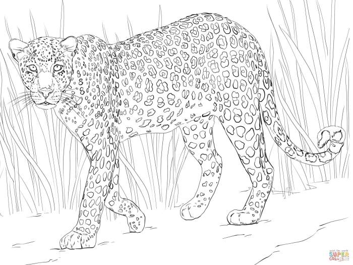 Coloring sheets for africa animals