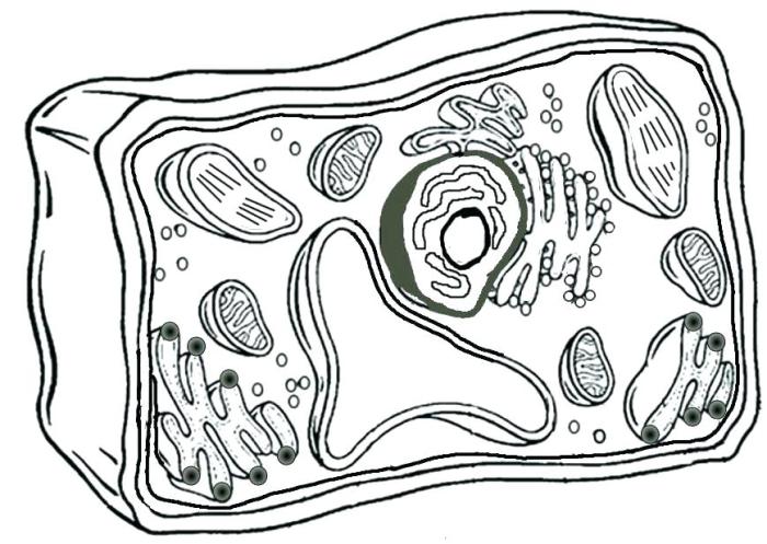 Cell biology coloring book