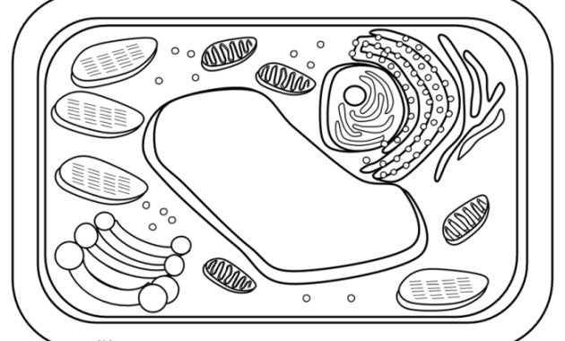 Coloring Page for Plant and Animal Cells