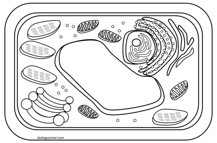 Coloring page for plant and animal cells