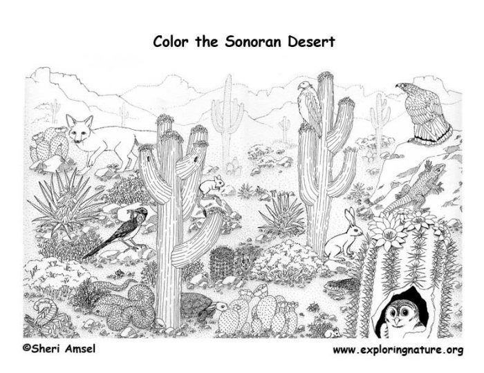 Desert animals label coloring