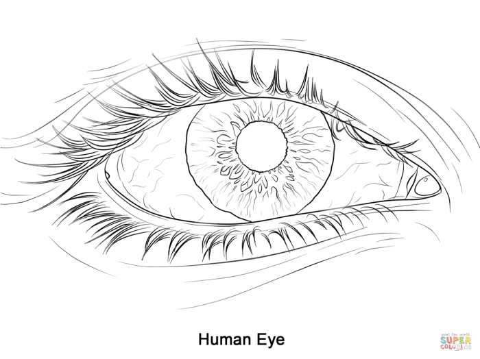 Eyeball coloring sheet human and animals