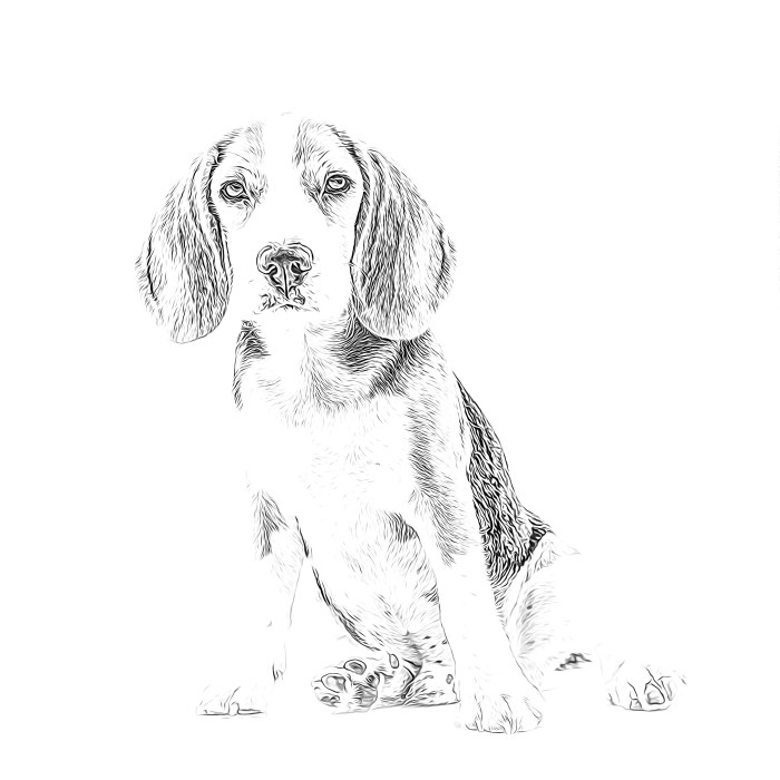 Animal beagle coloring pages