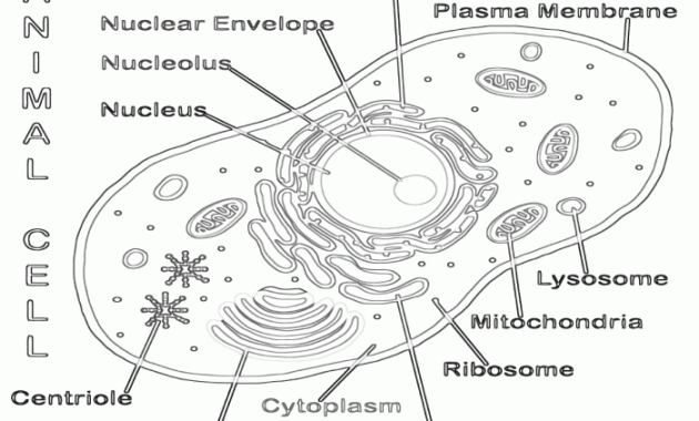 Animal Cell with Mitochondria Coloring Pages