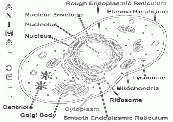 Animal cell with mitochondria coloring pages