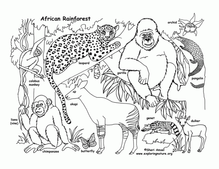 Jungle animals coloring sheet printable